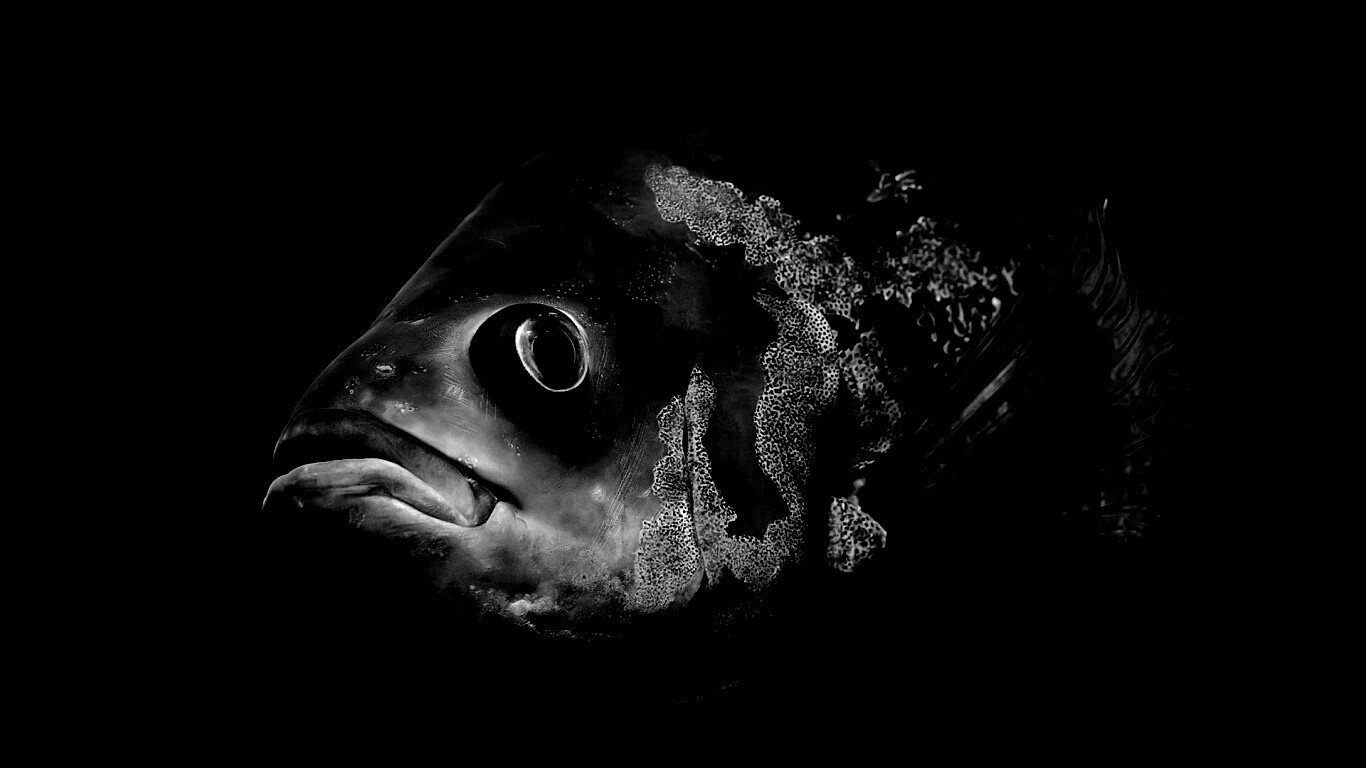 Глубоководный окунь обои