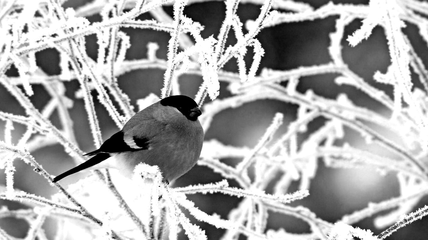 Снегирь на ветке обои