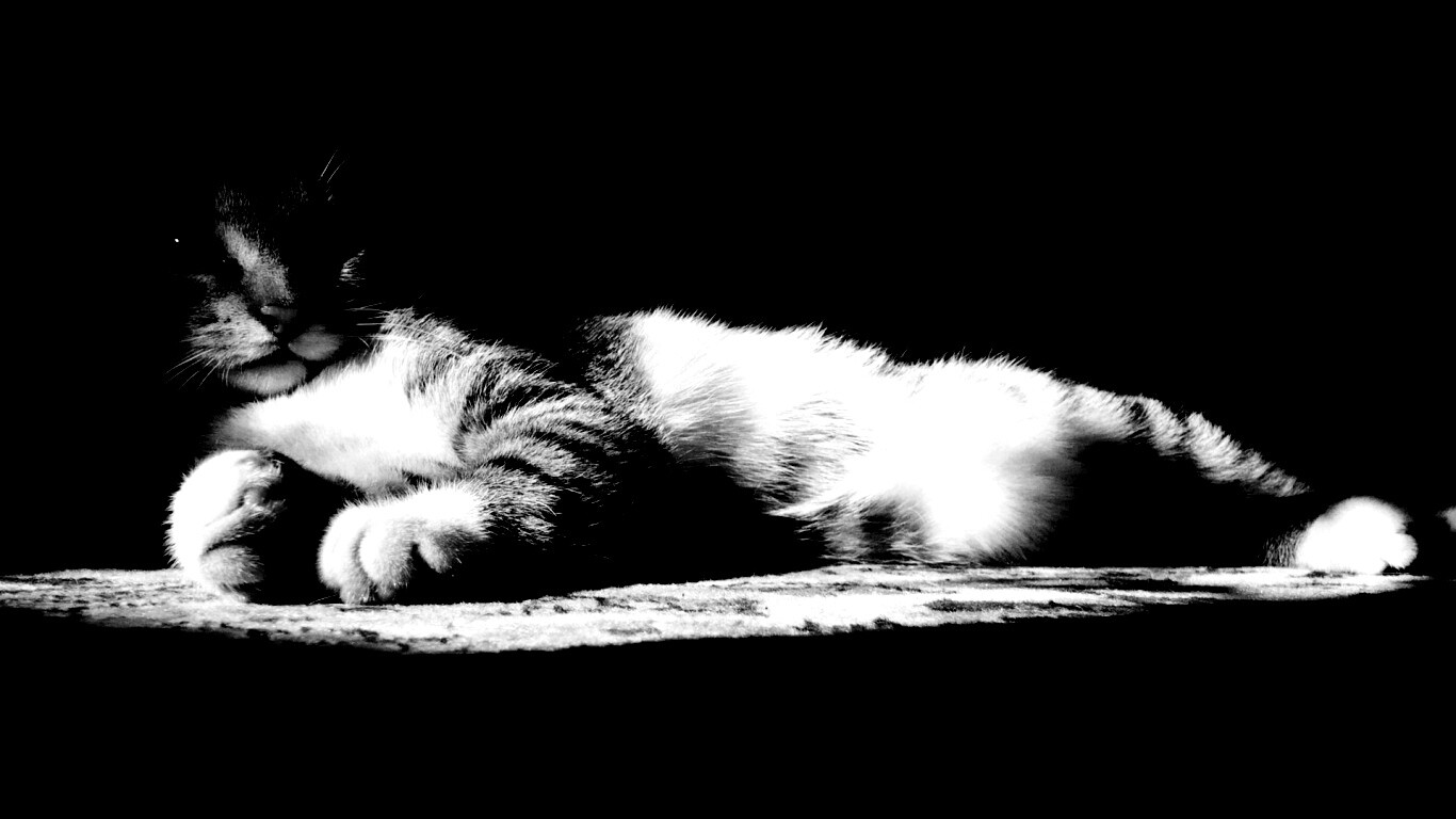 Котик в тени обои