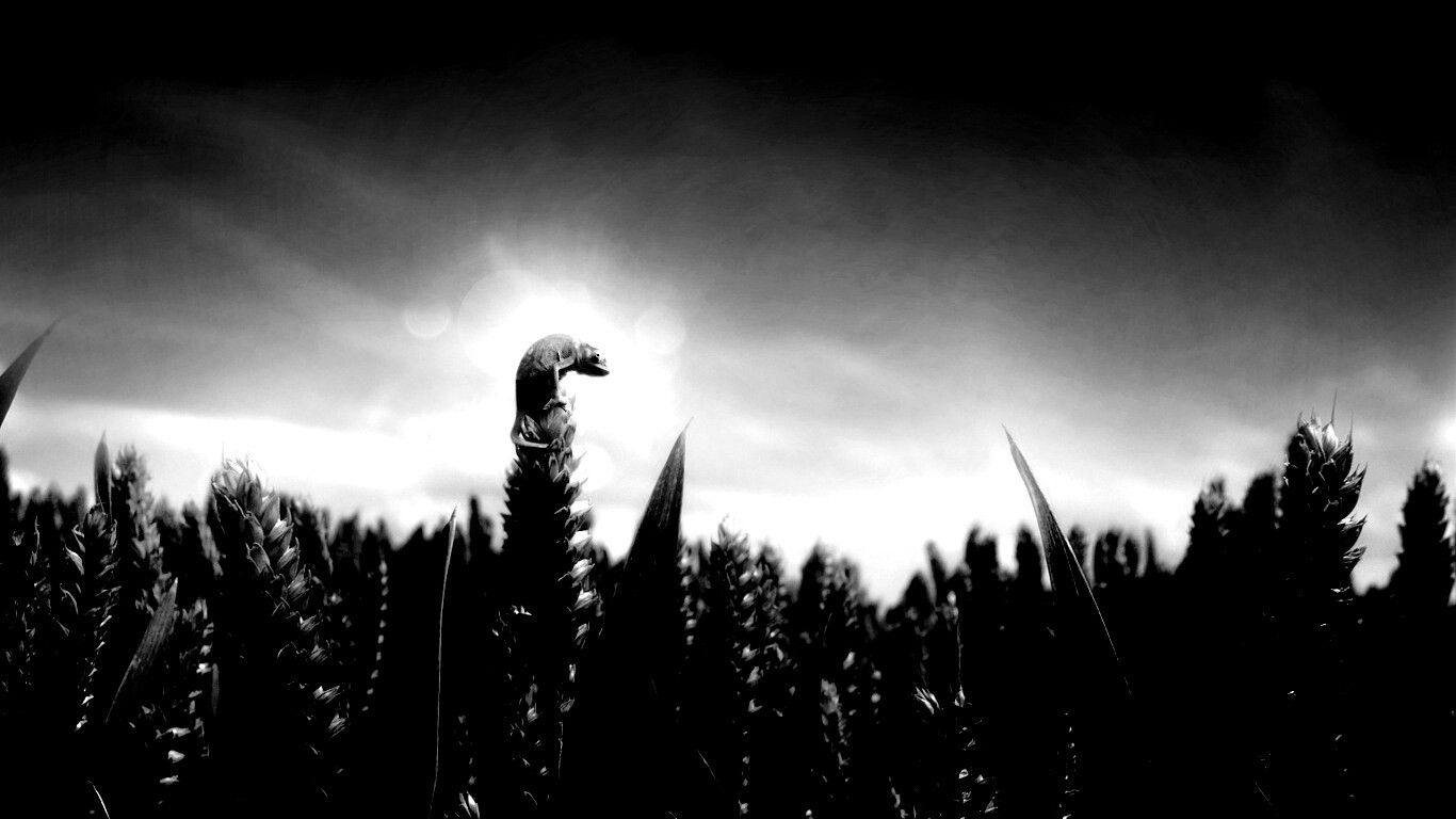 Маленький хамелеон на травинке обои