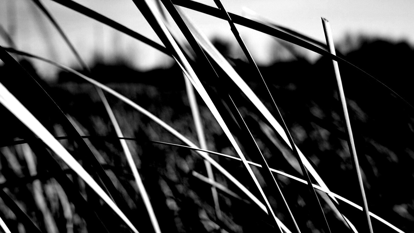 Желтая трава обои