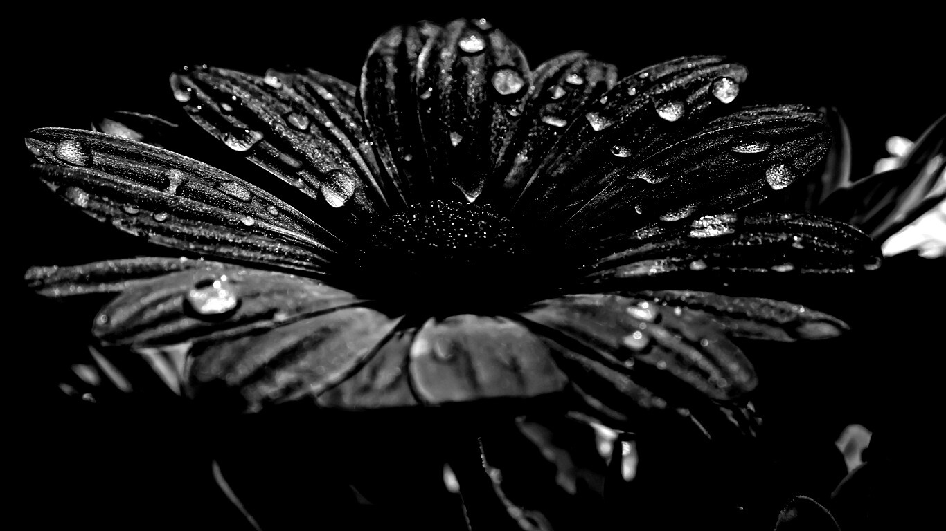 Мокрый от росы фиолетовый цветок обои