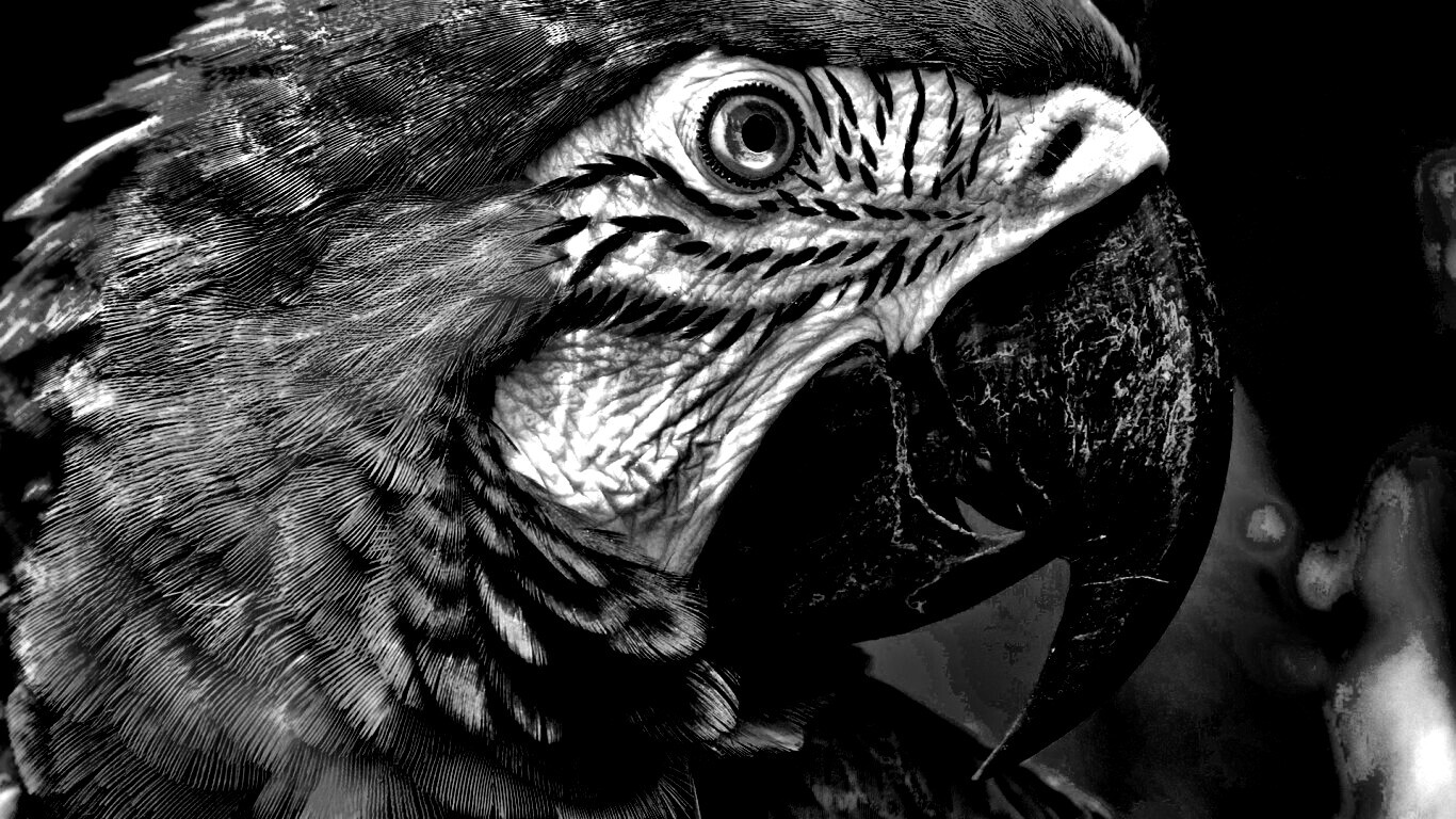 Попугай обои