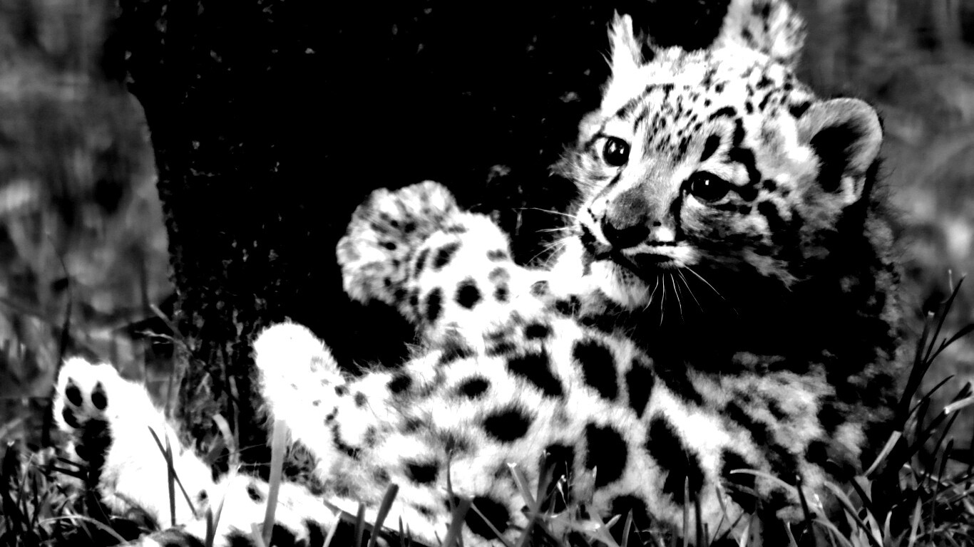 Котенок большой дикой кошки обои