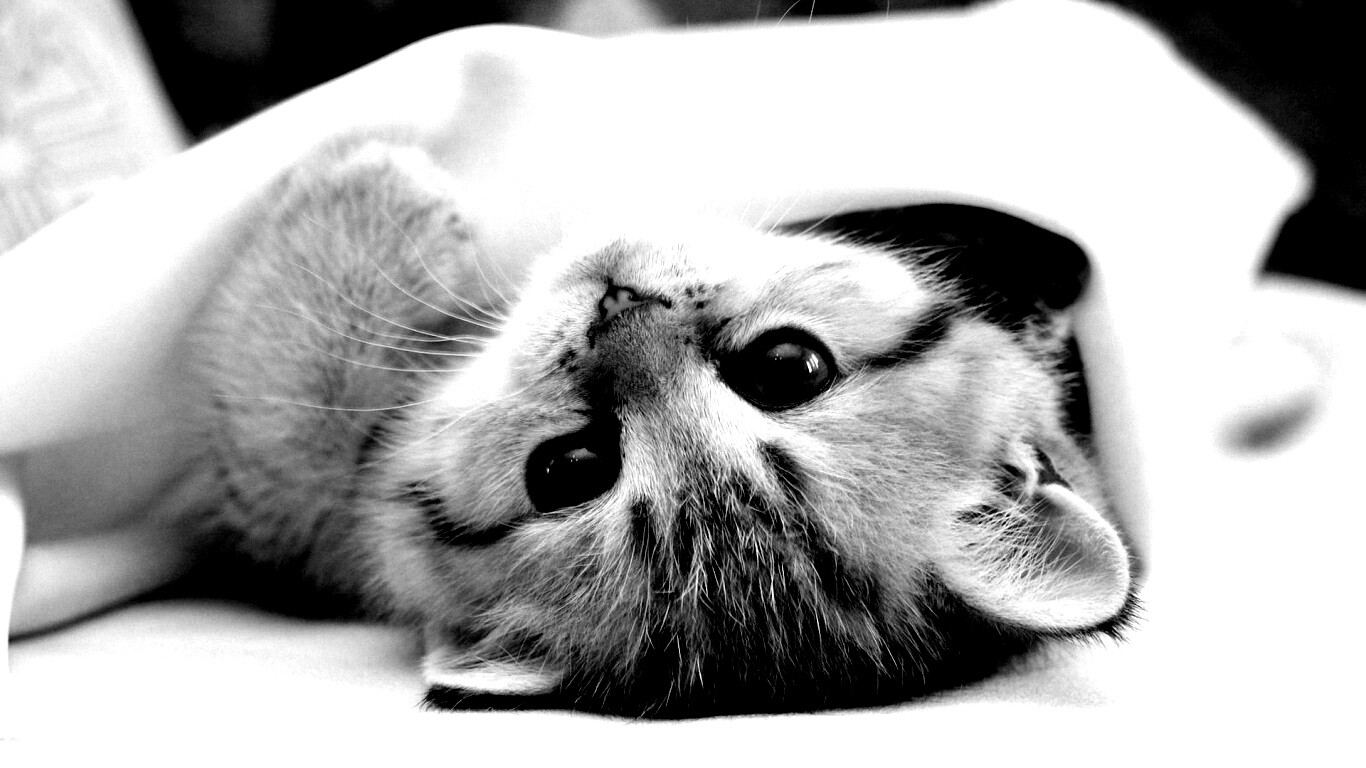 Котёнок вверх ногами обои