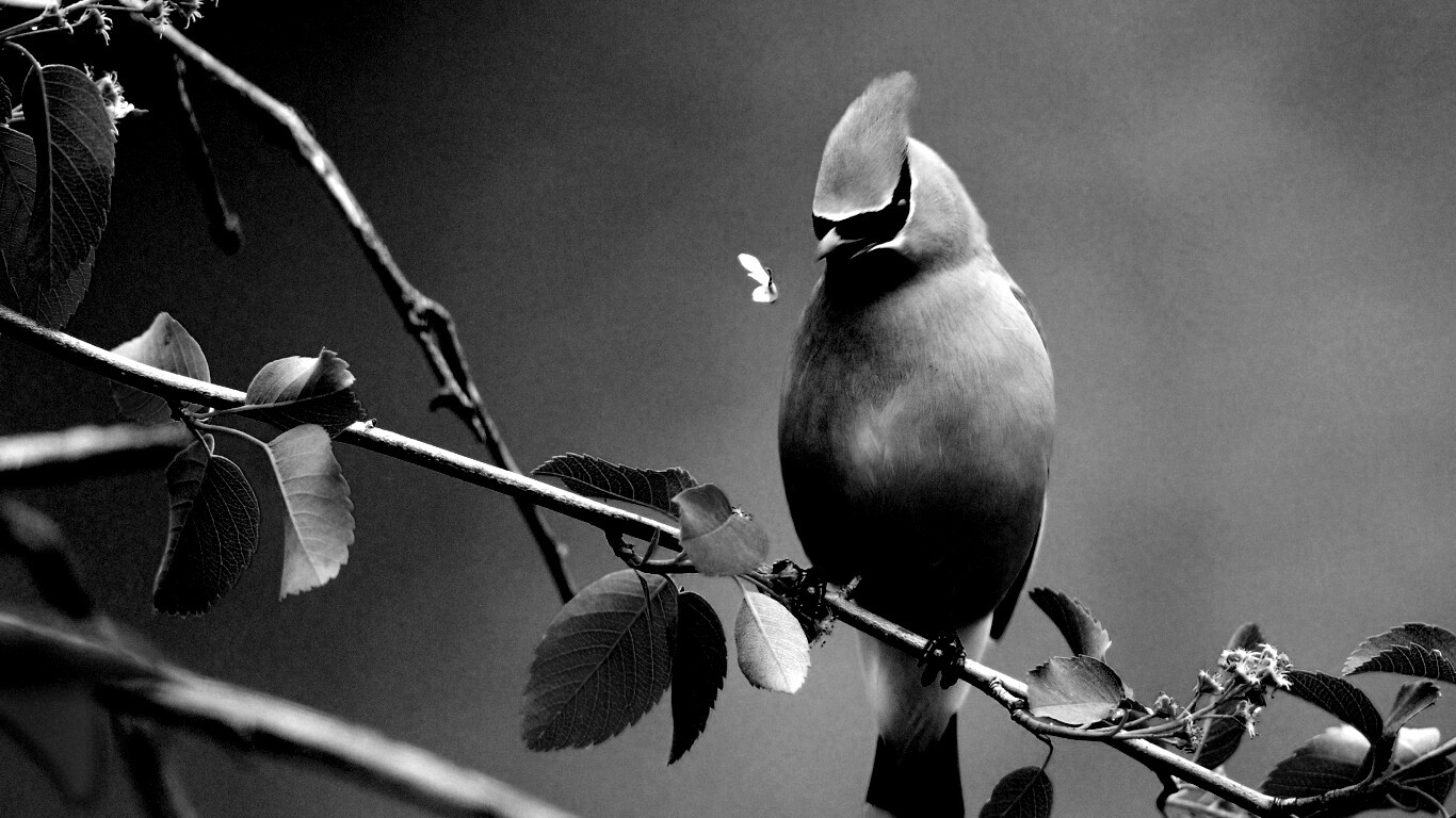 Оранжевая птичка обои