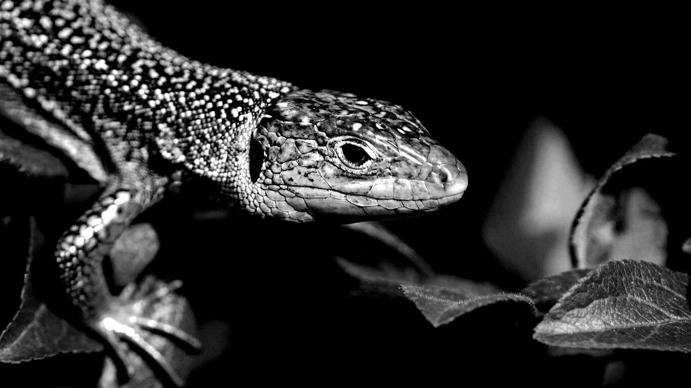 Ящерка на листьях обои