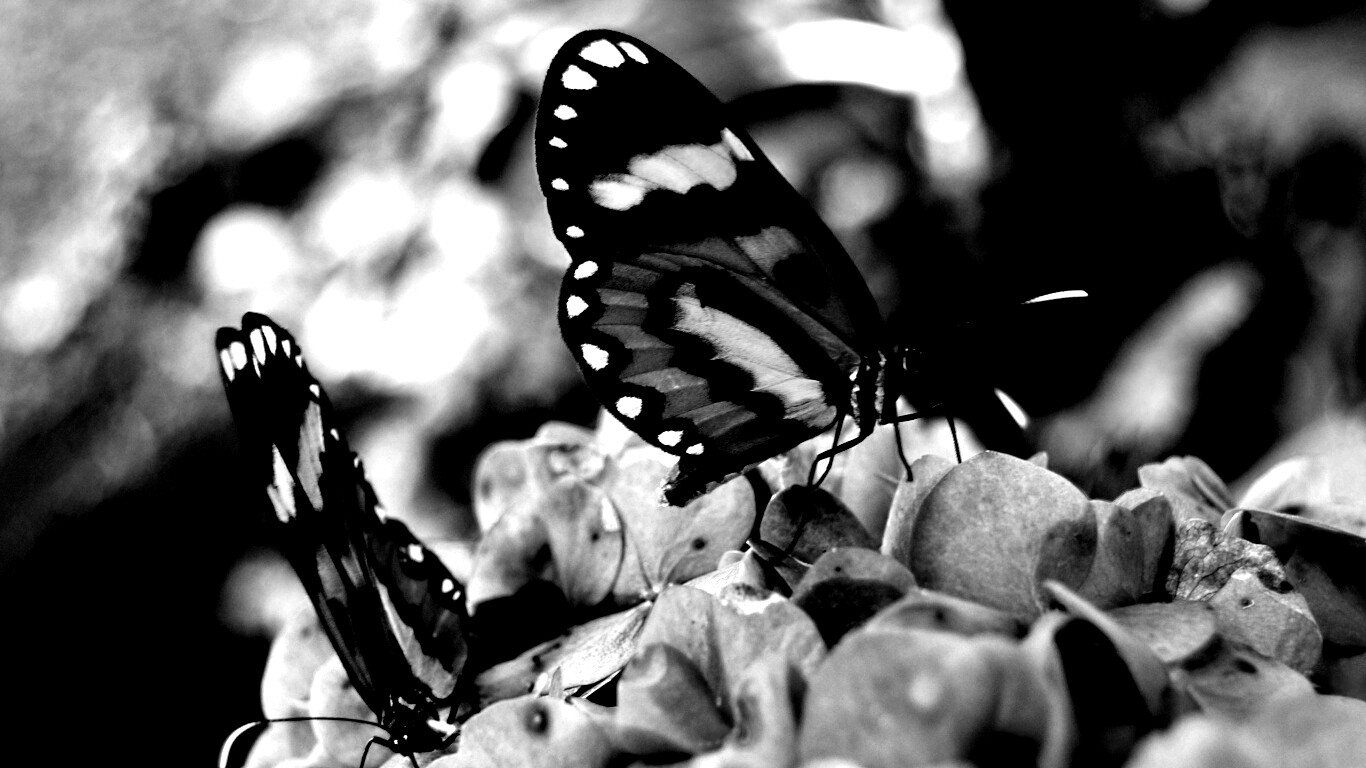 Две бабочки обои
