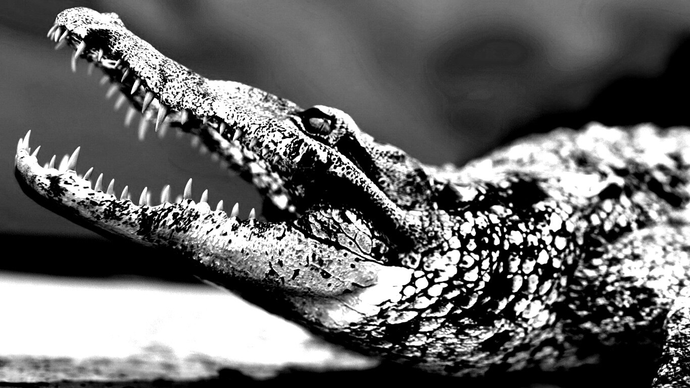 Крокодил разинул пасть обои