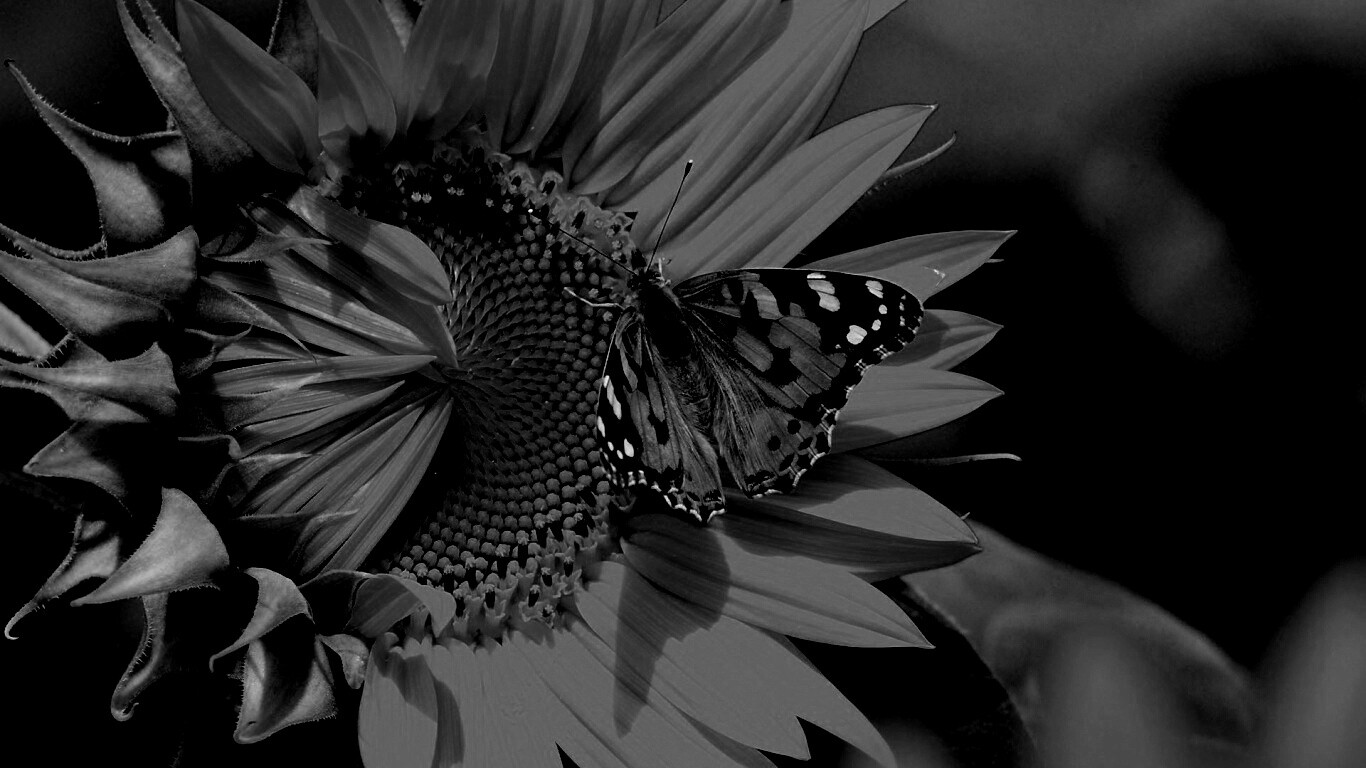 Бабочка на подсолнухе обои