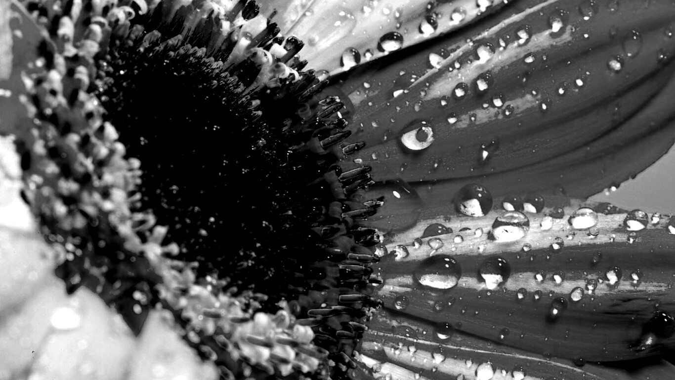 Цветик семицветик обои