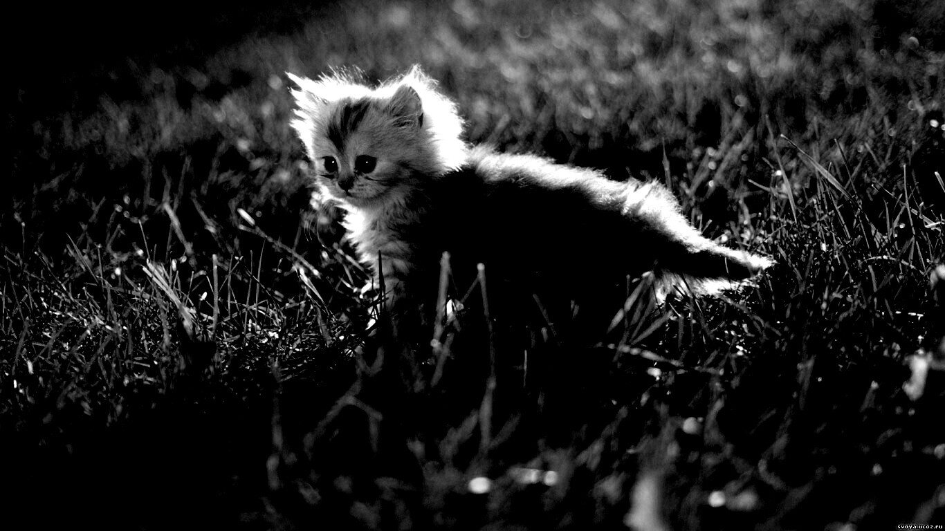 Котёнок в траве обои
