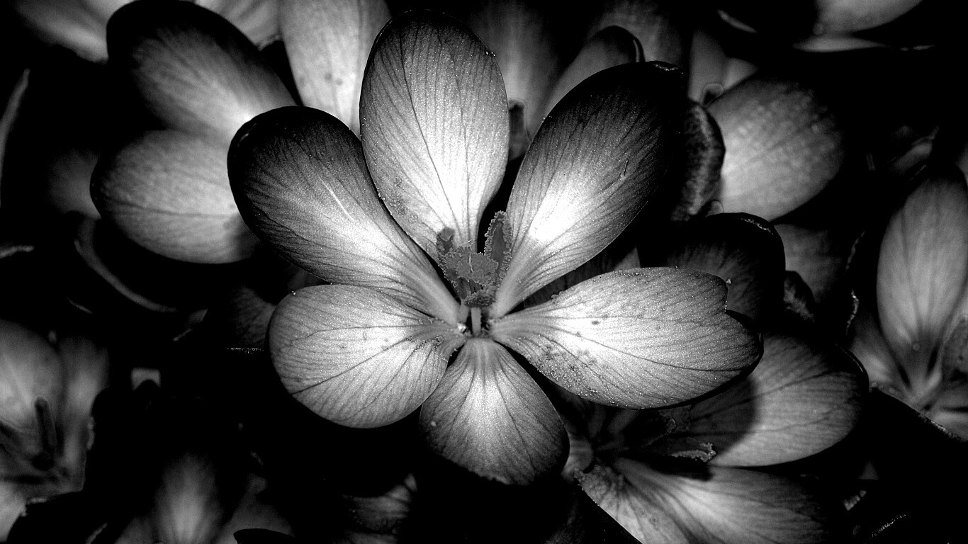 Сиреневый цветок обои