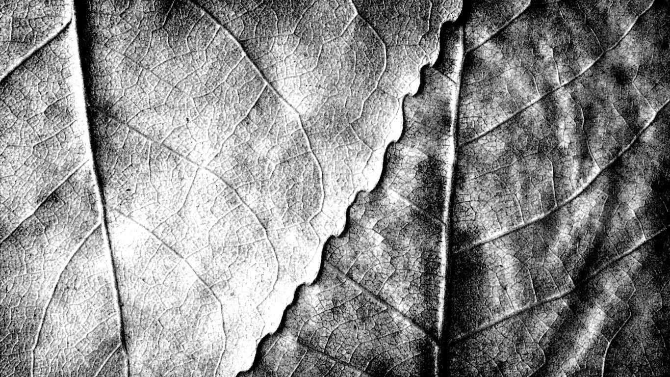 Текстура желтых увядших листьев обои