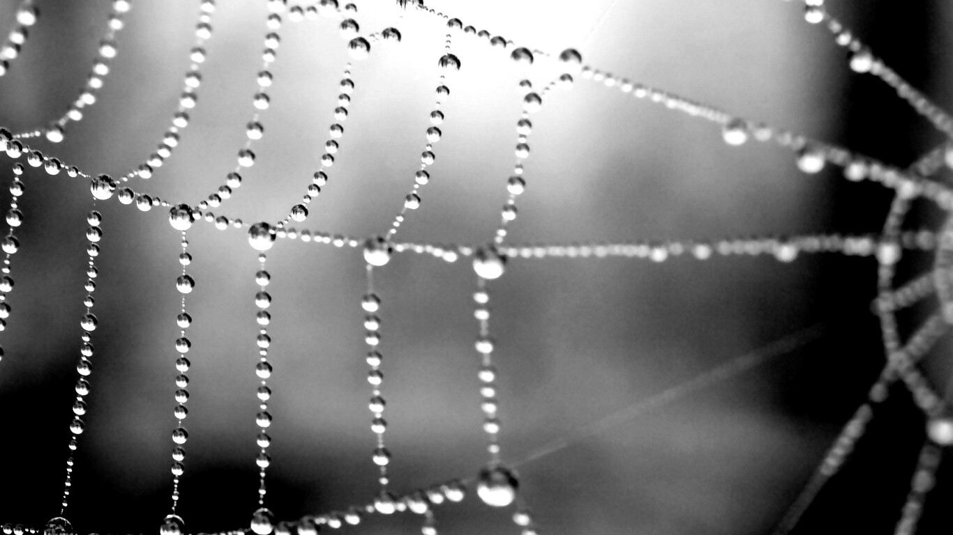 Капли росы на паутине обои