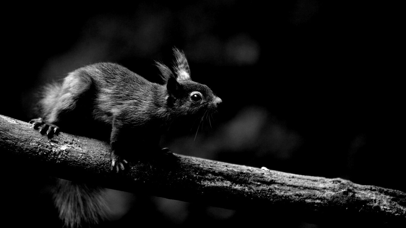 Белочка на ветке обои