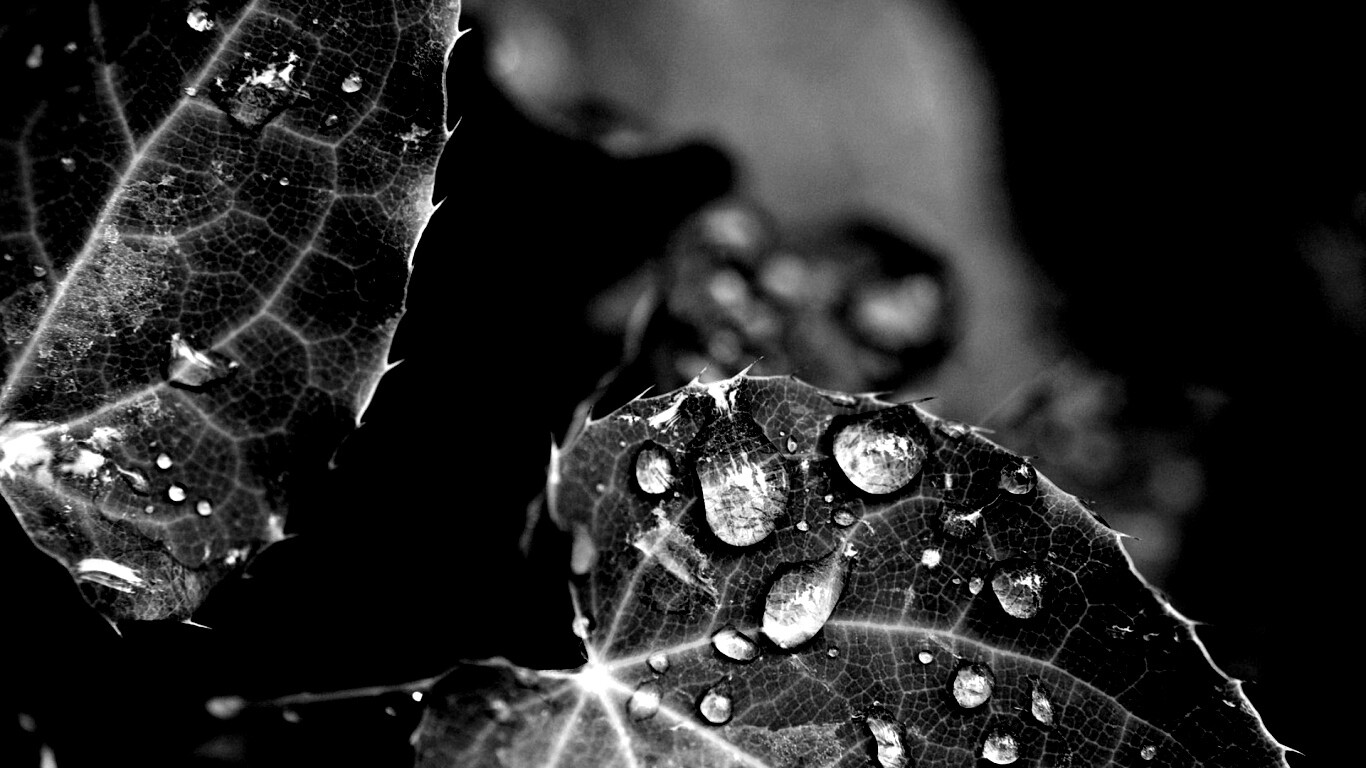 Капельки росы на листьях обои
