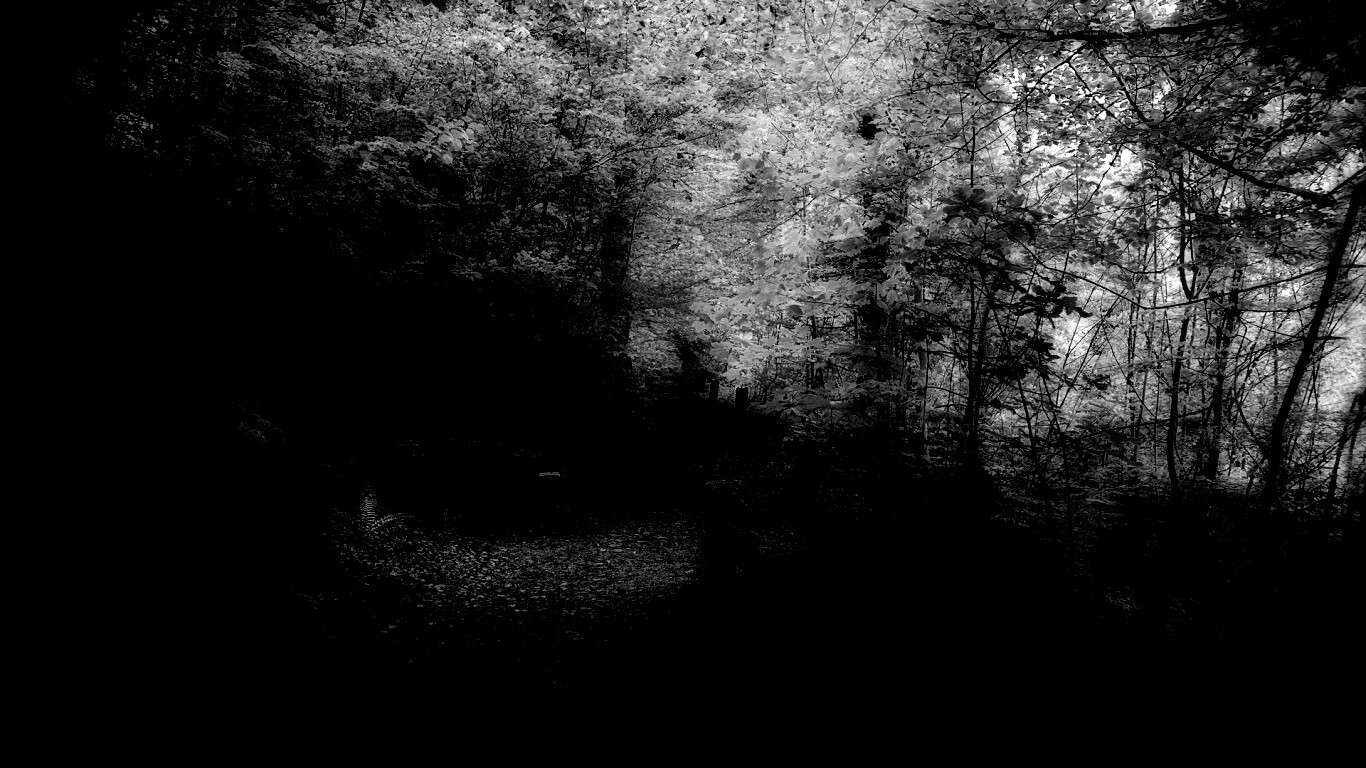 Скамейке в чаще парка обои