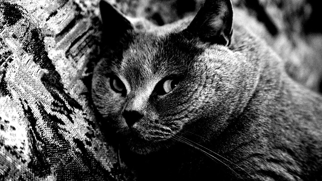 Щекастый британский котик обои