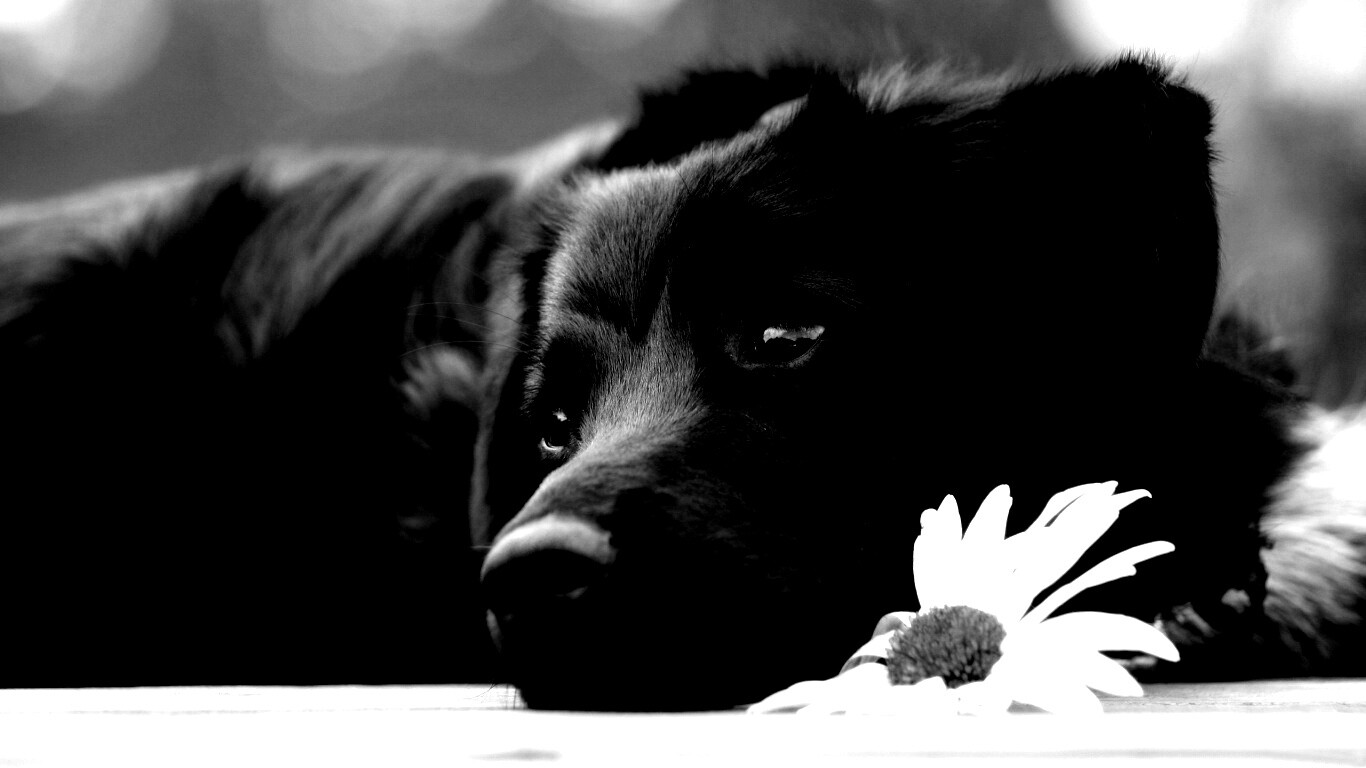 Собака с ромашкой обои