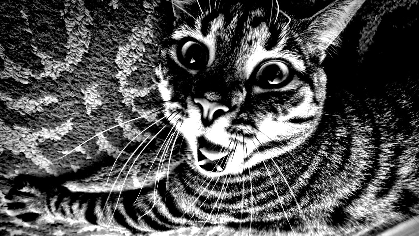 Спалившийся на ковре кошак обои