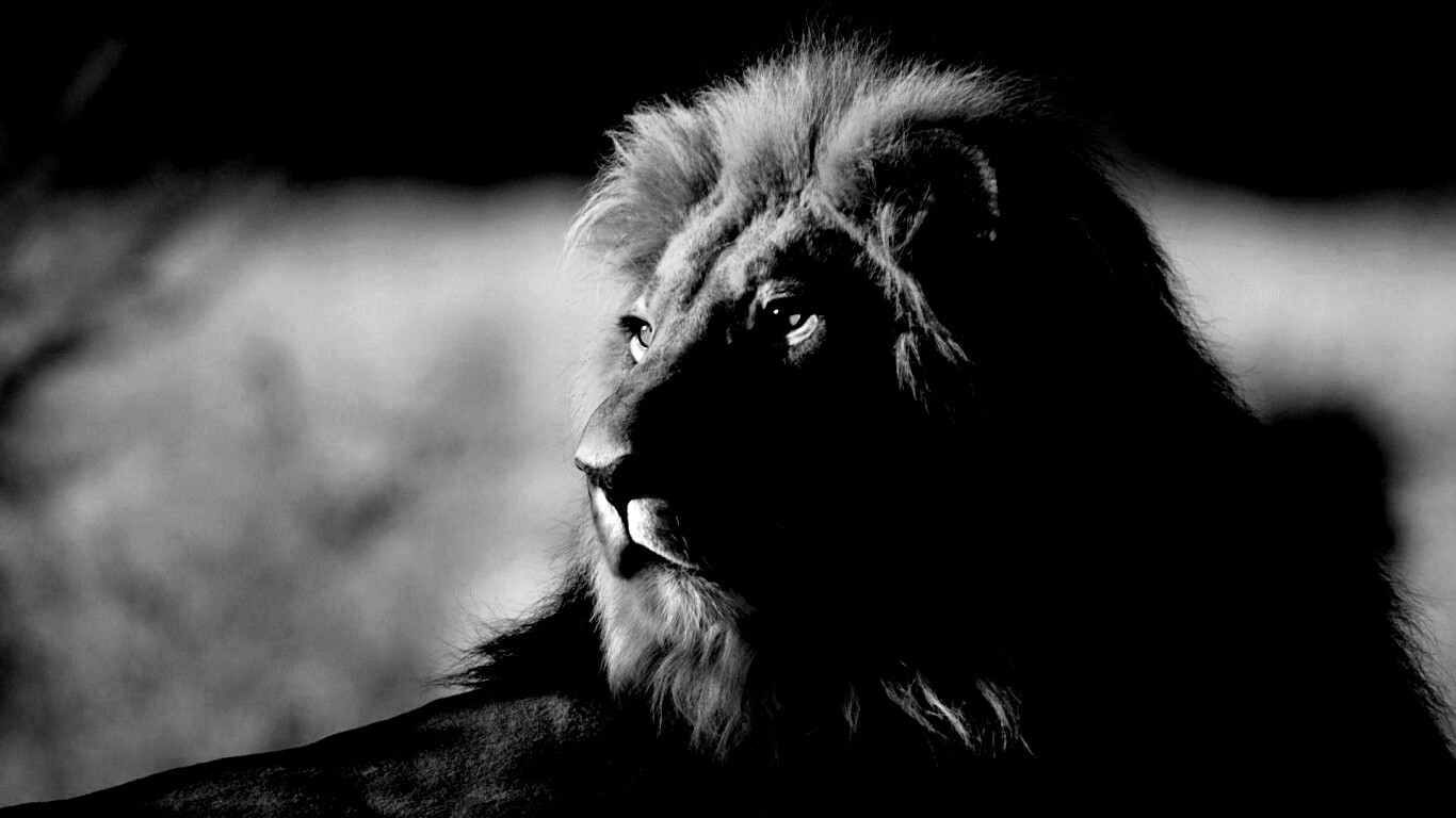 Царь зверей обои