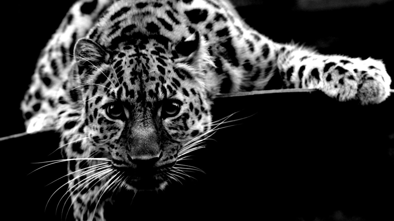 Леопард в зоопарке обои