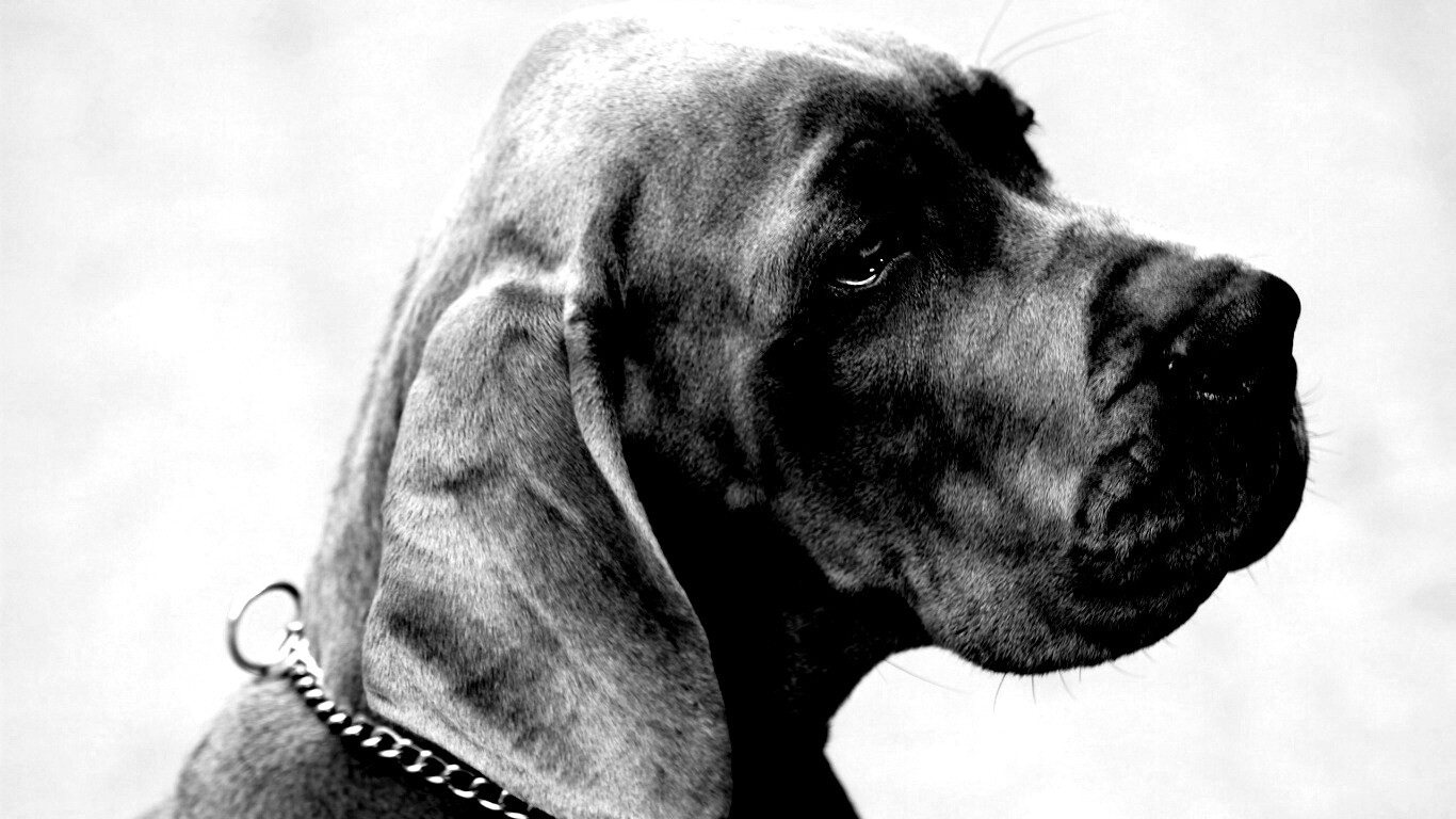 Грустная собака обои