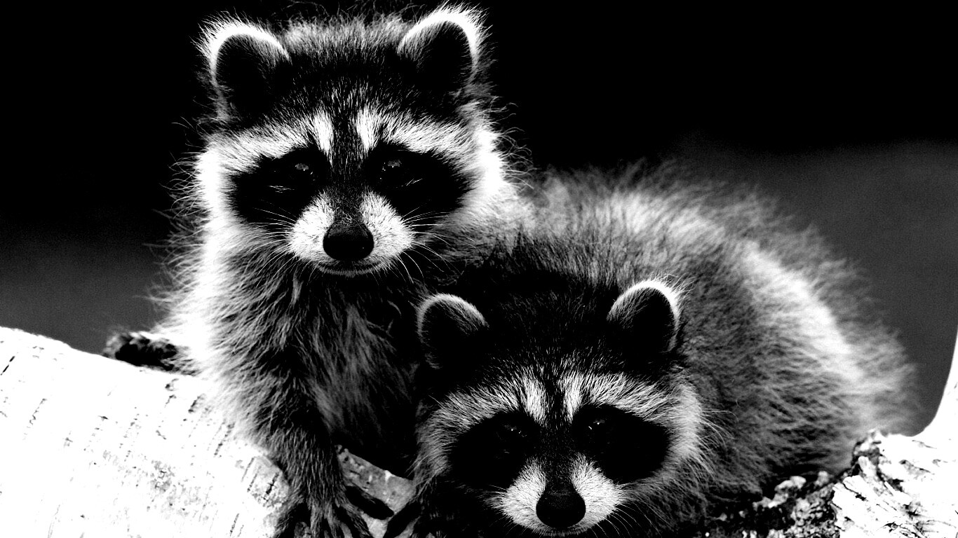 Полосатики обои