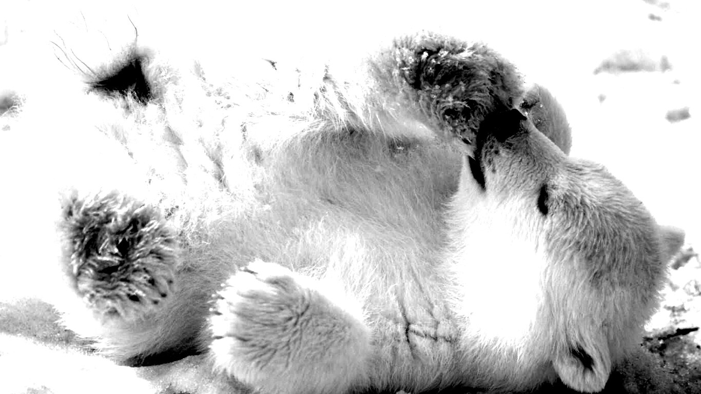 Мишка на севере обои