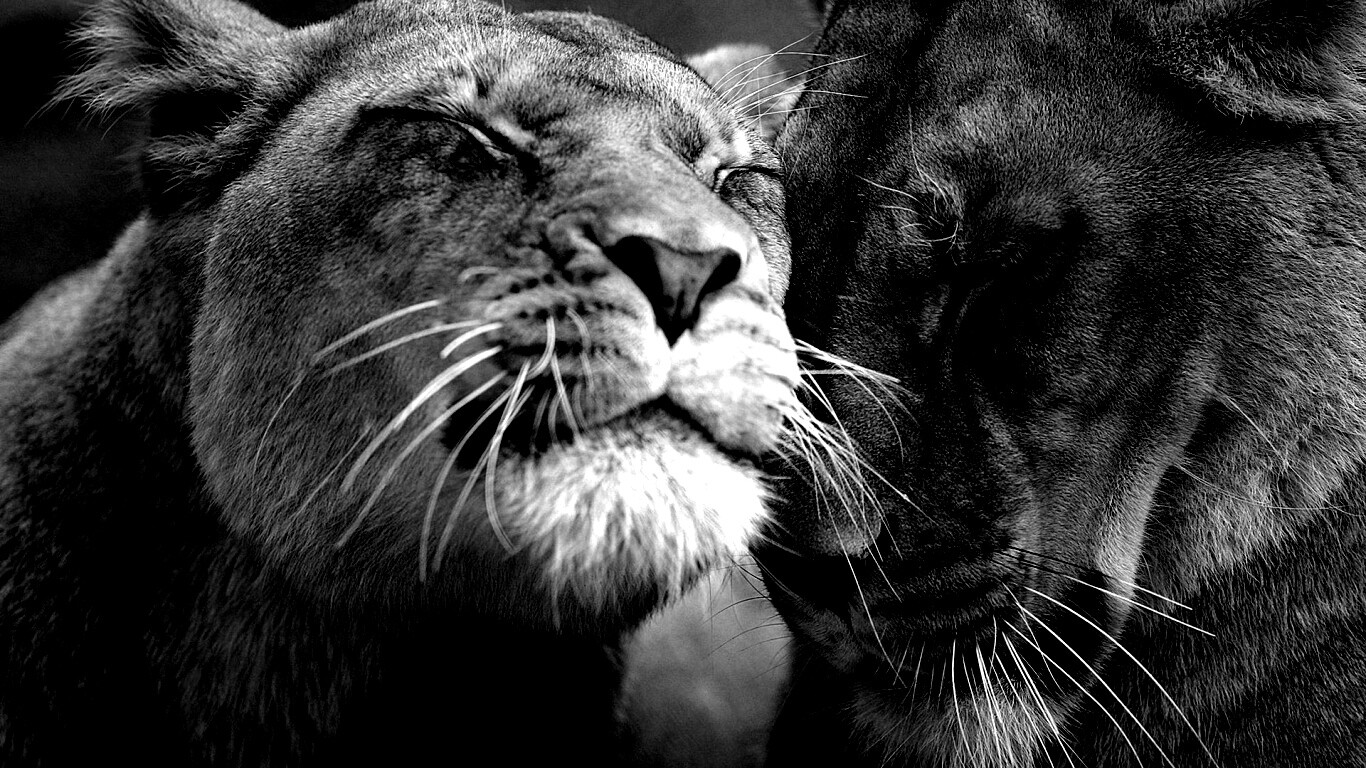 Нежные львы обои