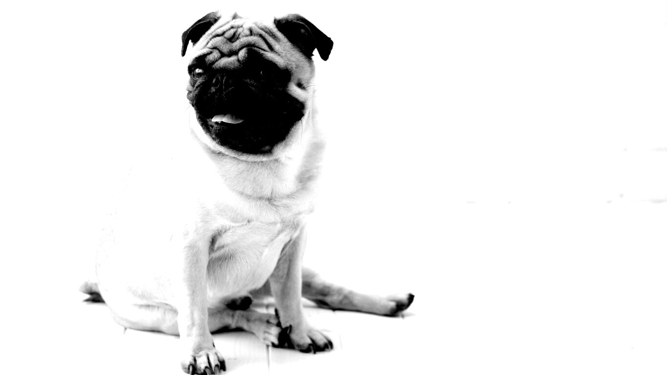 Симпатичный мопс на полу обои