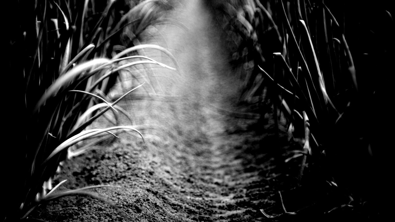 Тропинка в траве обои