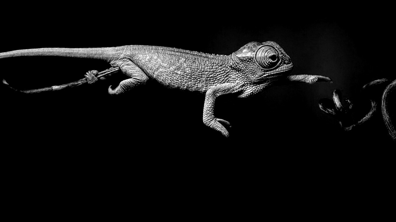 Ящерка тянется к ветке обои