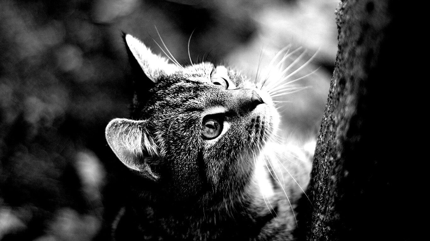 Кошак на дереве обои