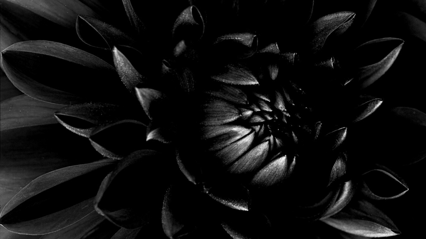 Цветок обои