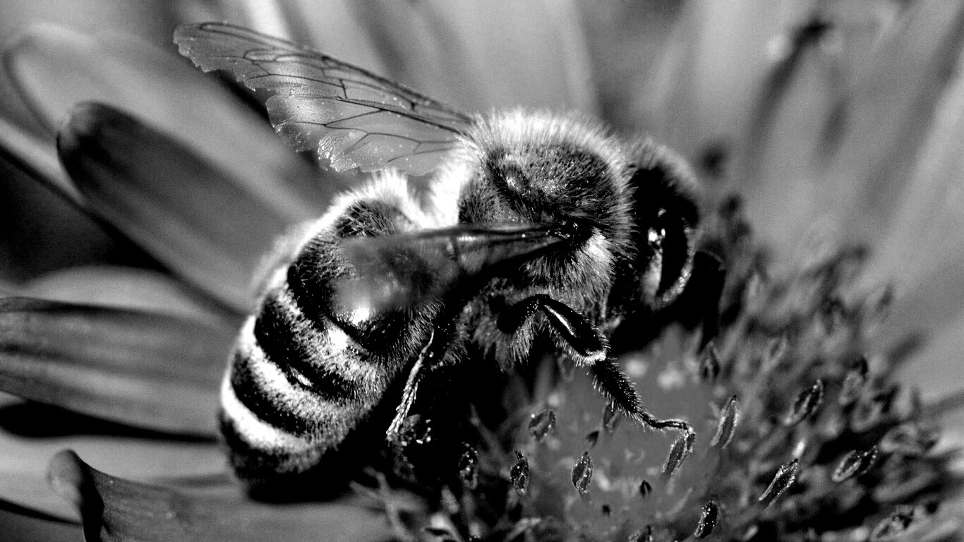 Пчела на цветке обои