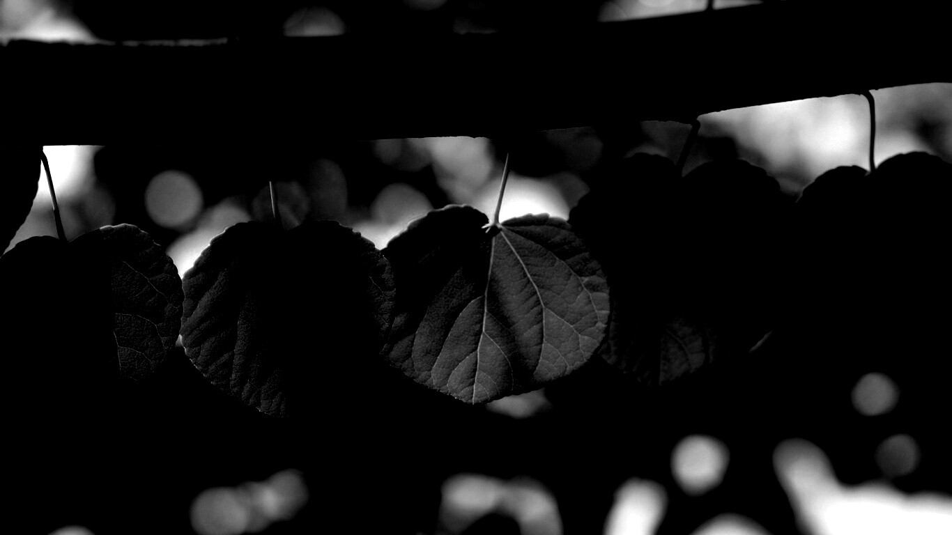 Ветка с зелеными листочками обои