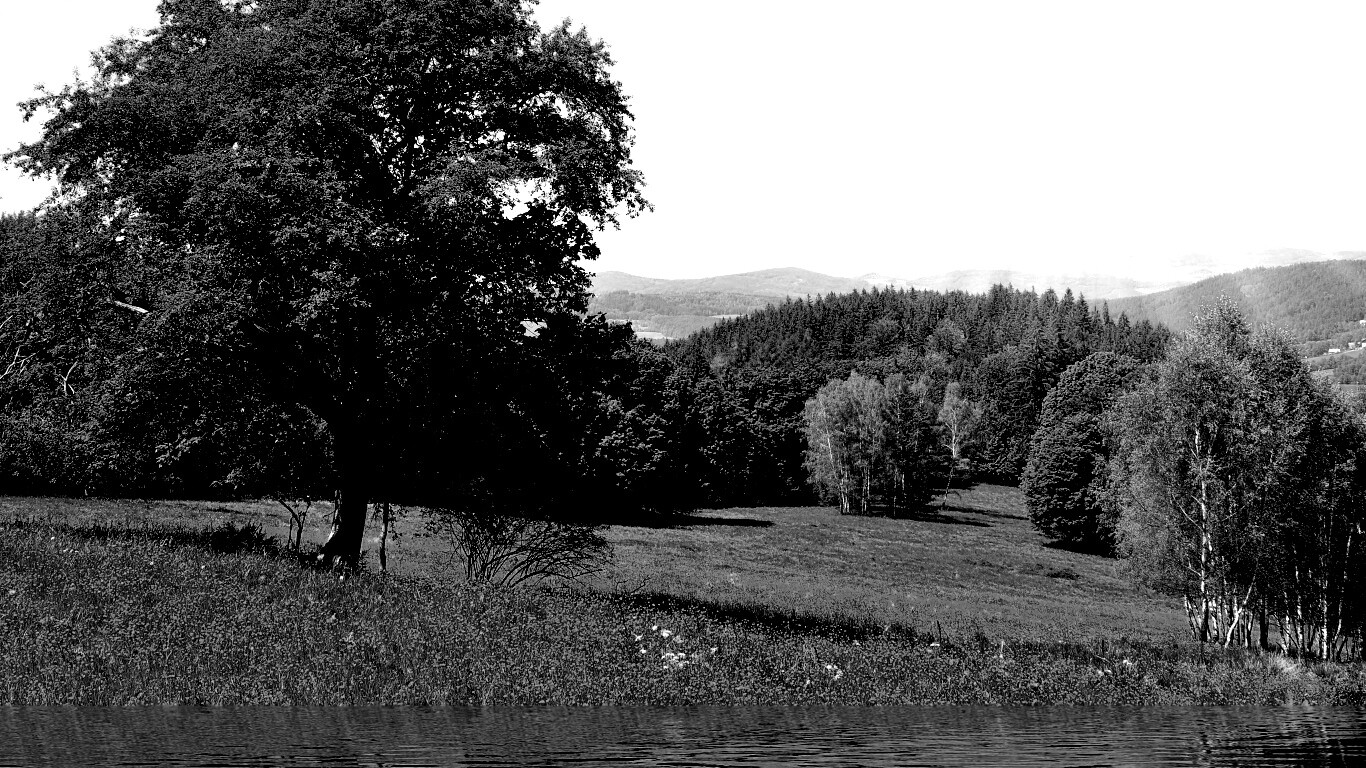 Дерево у воды обои