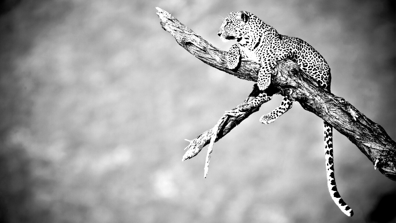 Ягуар на дереве обои