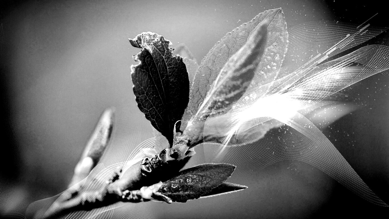 Разноцветные листья обои