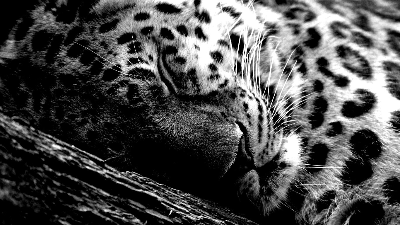 Спящий хищник обои