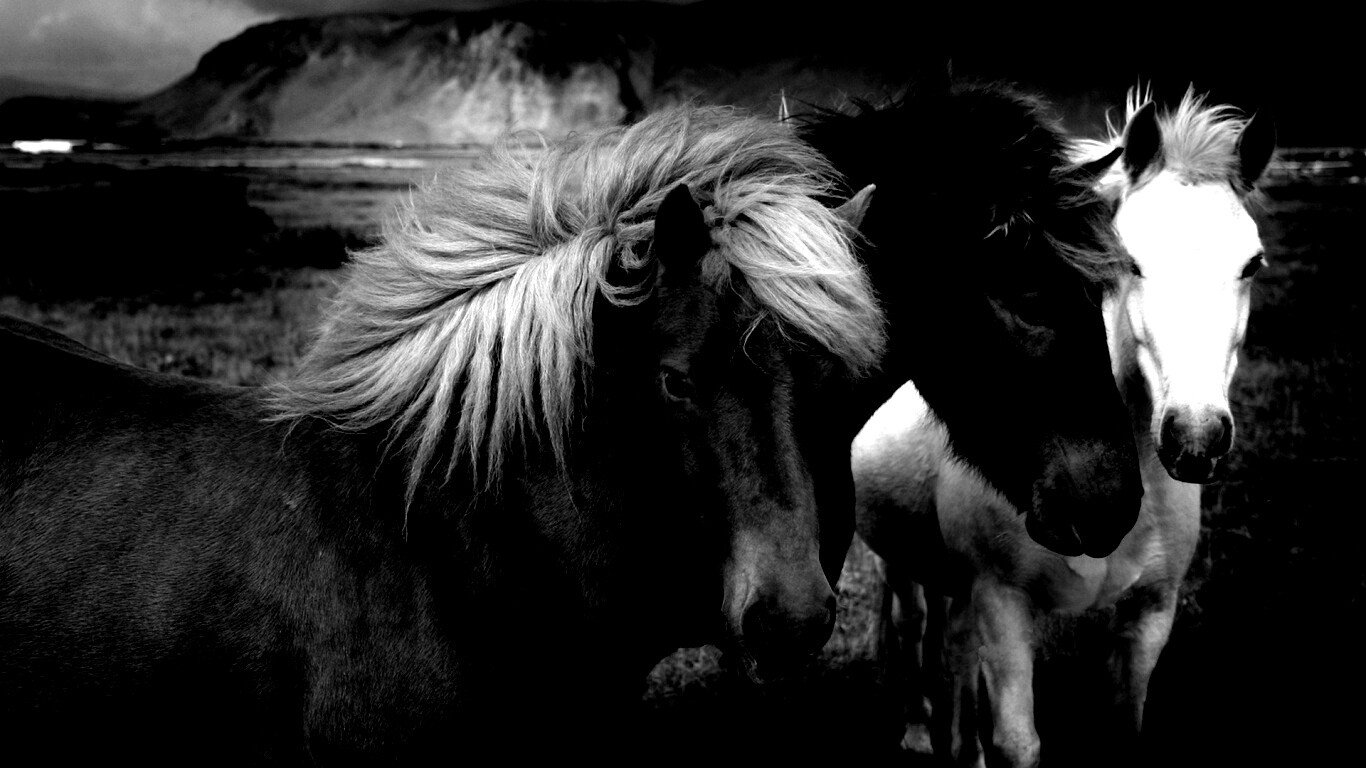 Мустанги обои