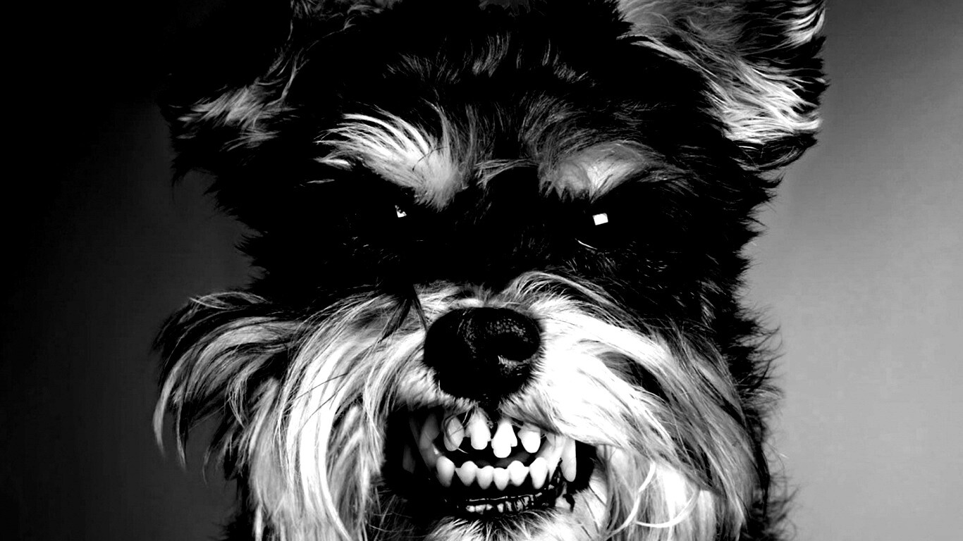 Терьер вне себя обои