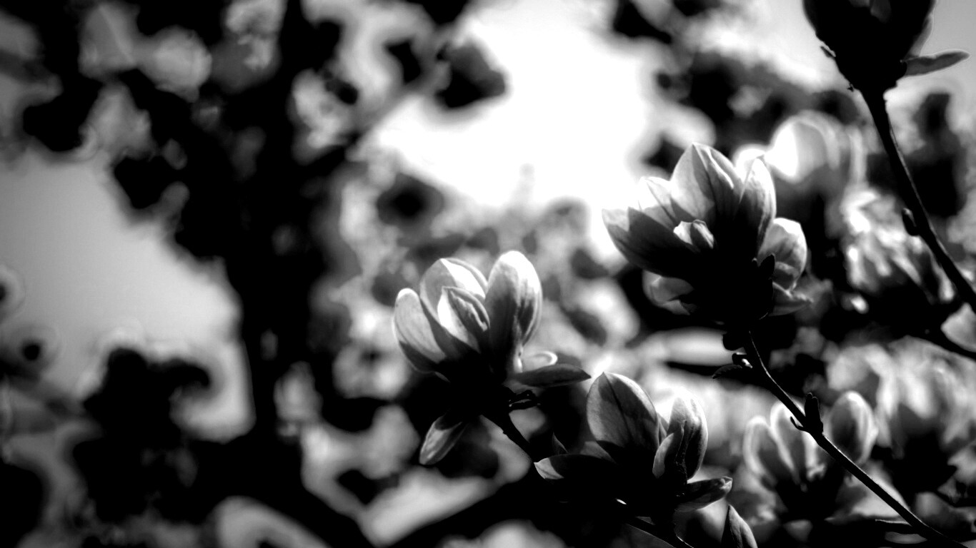 Желтые цветы распустились обои