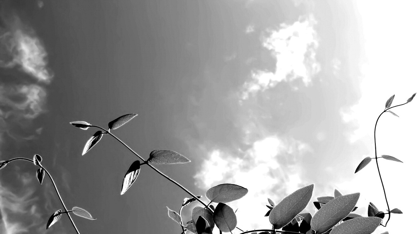 Зеленые ветви на фоне голубого неба обои