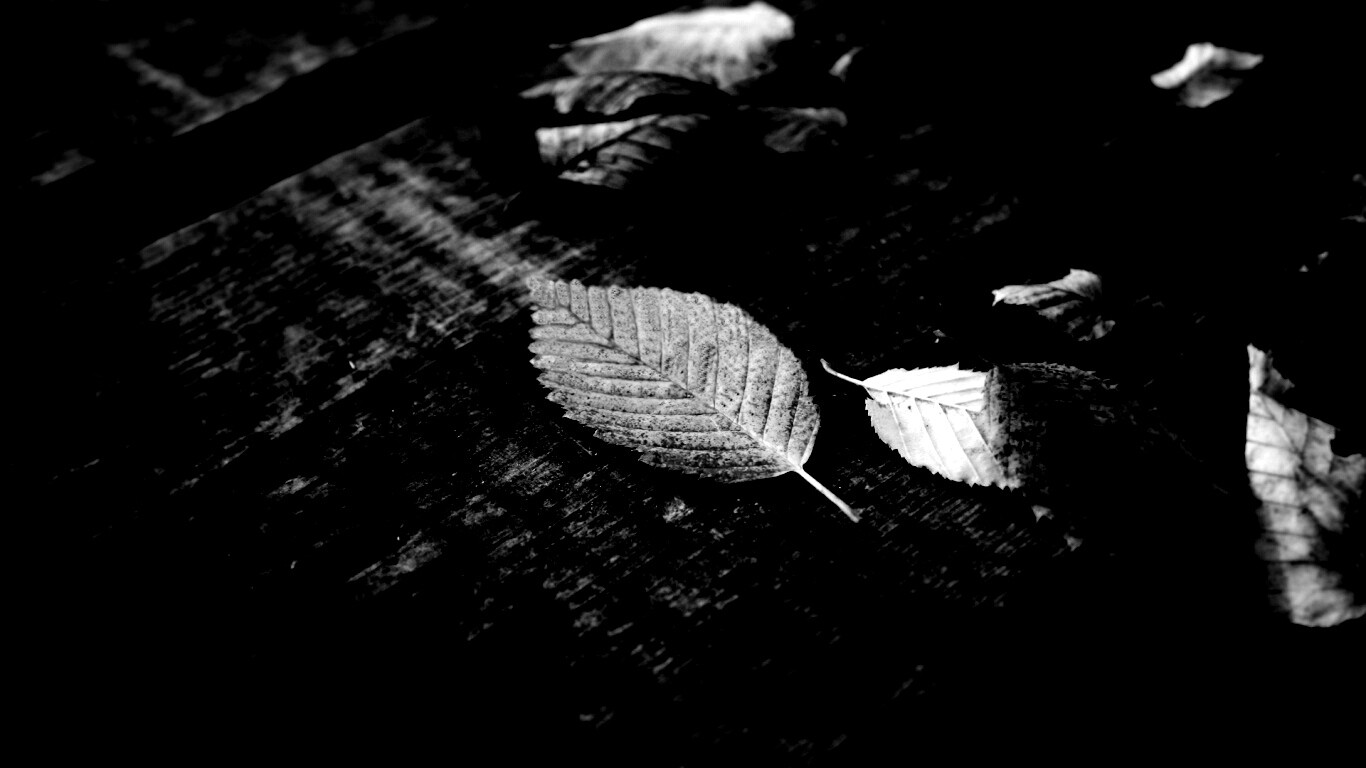 Опавшая листва обои