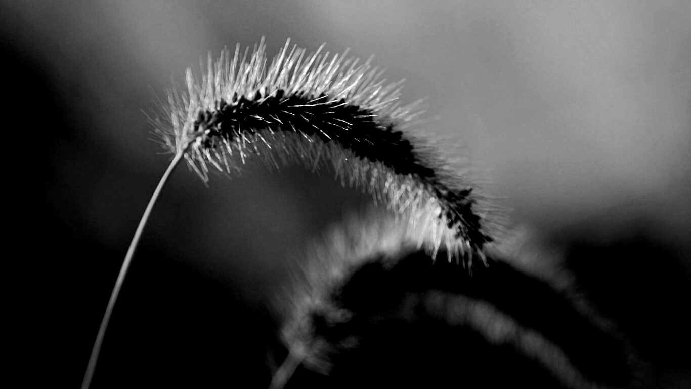 Травинка обои