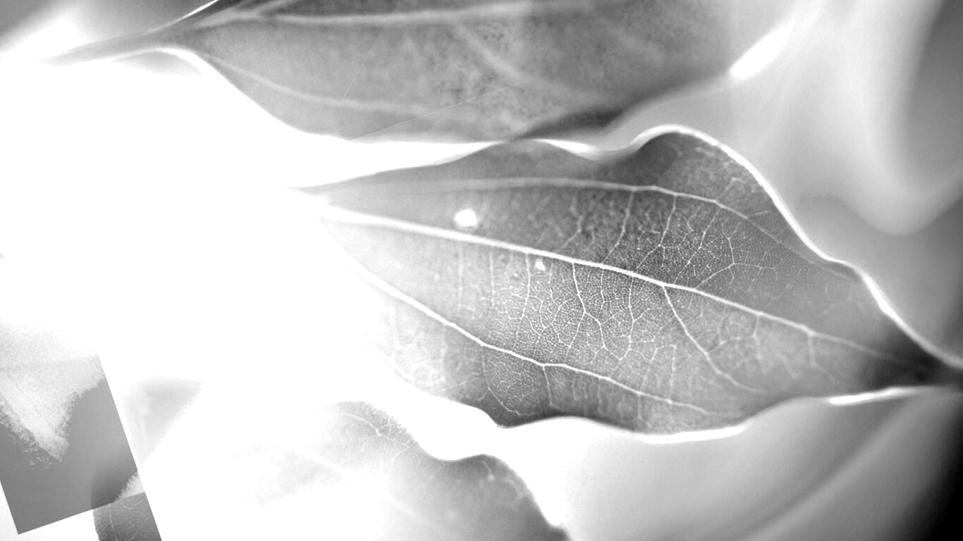 Радужные листья обои