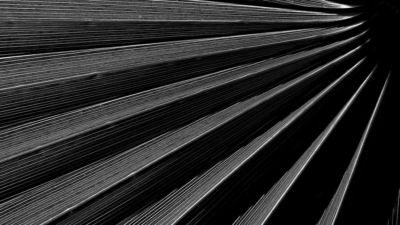 Зеленый пальмовый лист обои